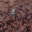 Image of Cyllodania bicruciata Simon 1902