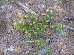 Image of sandhill St. Johnswort