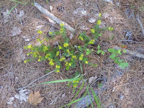 Image de Hypericum lloydii (Svenson) P. Adams