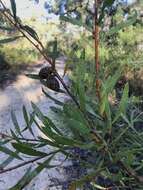 Image of Hakea dactyloides (Gaertn. fil.) Cav.