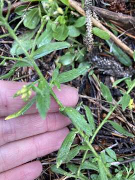 Image of golden draba