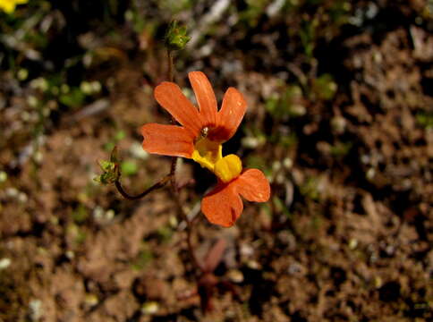 Image of Nemesia pageae L. Bolus