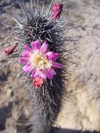 Stenocereus thurberi subsp. littoralis (K. Brandegee) N. P. Taylor的圖片