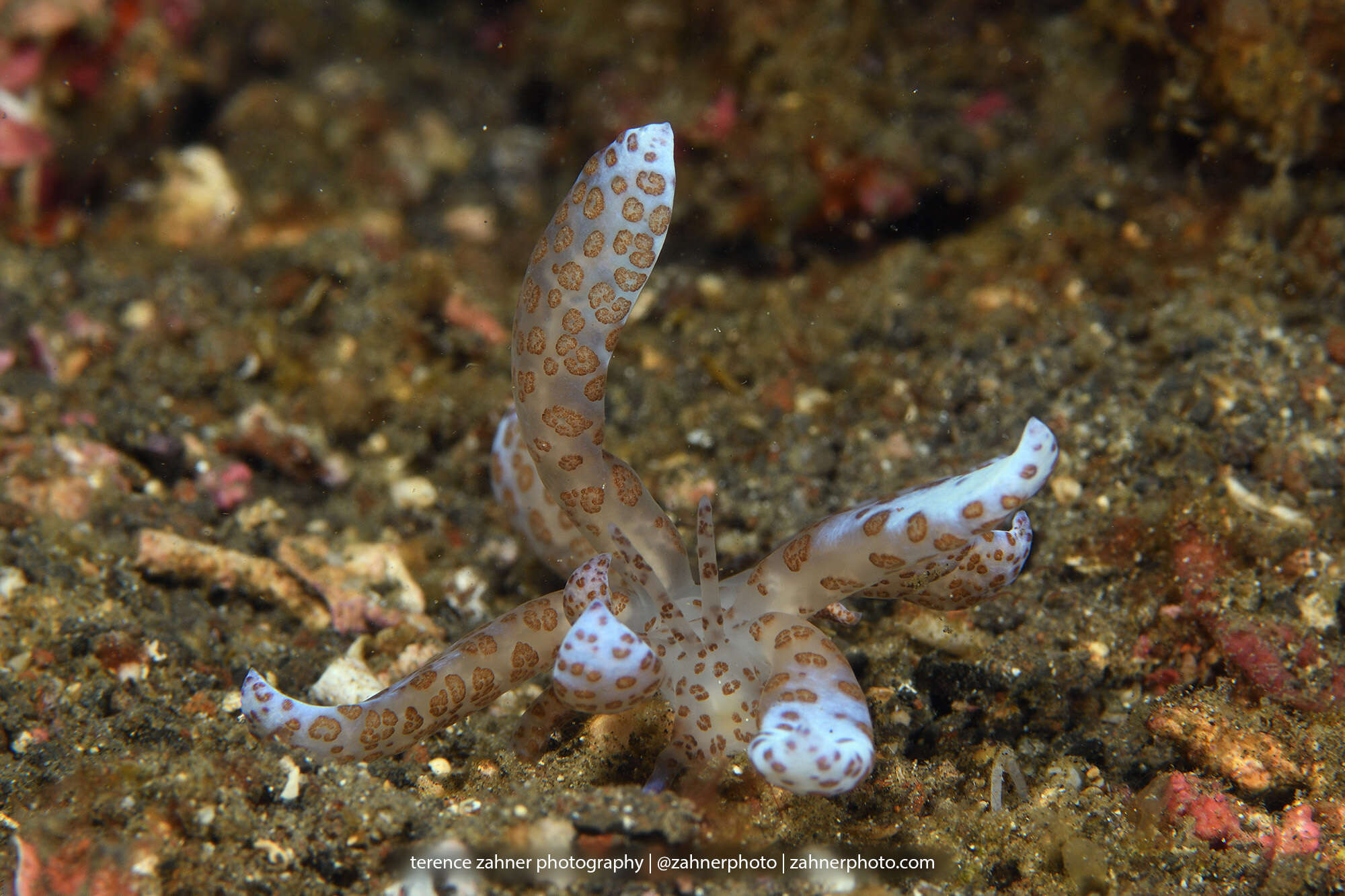 Imagem de Phyllodesmium longicirrum (Bergh 1905)