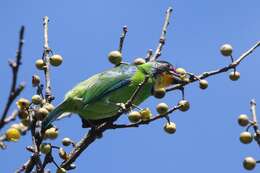 Image of Necklaced Barbet