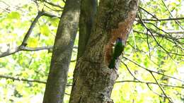 Image of Chinese Barbet