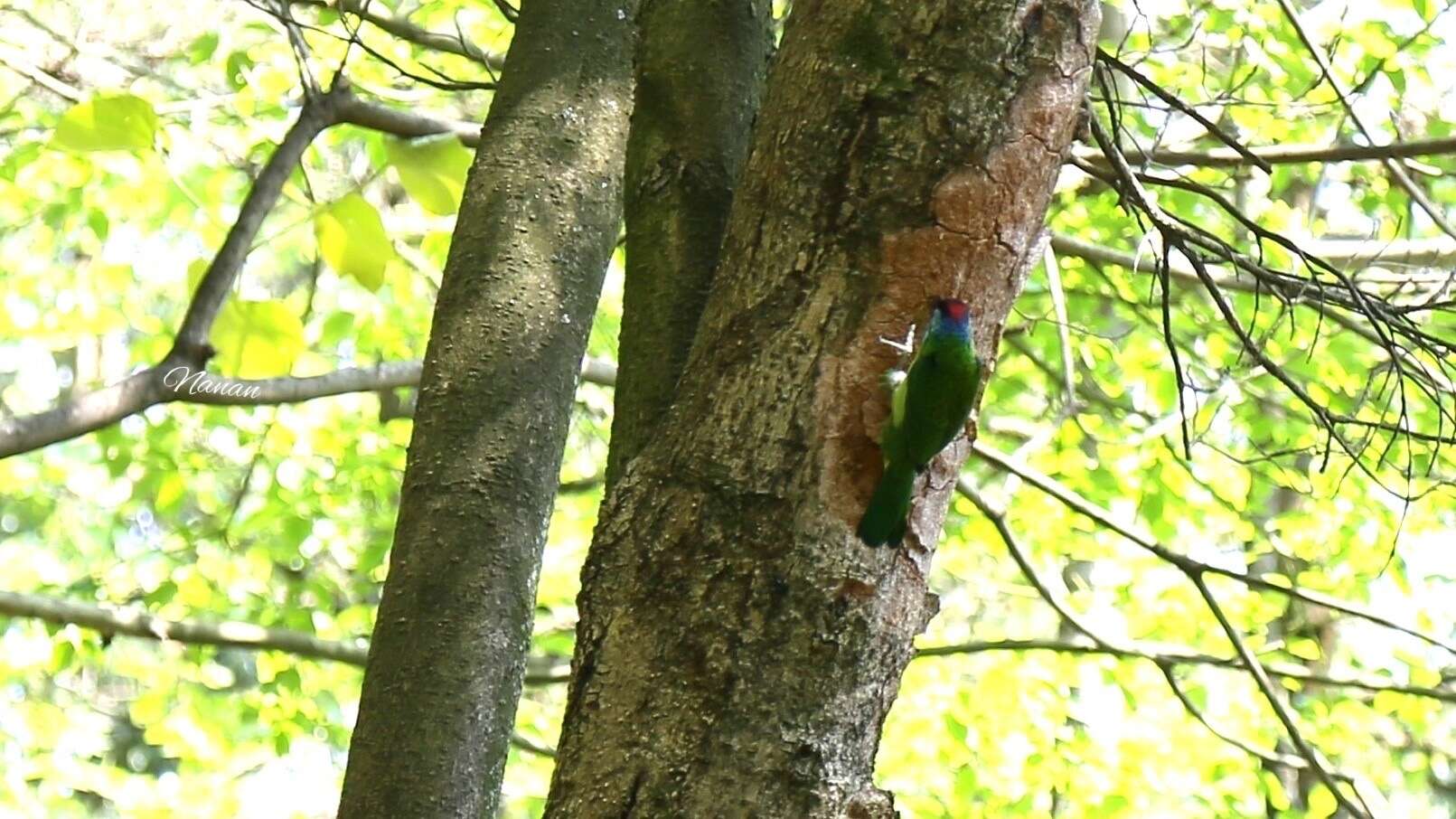 Image of Chinese Barbet