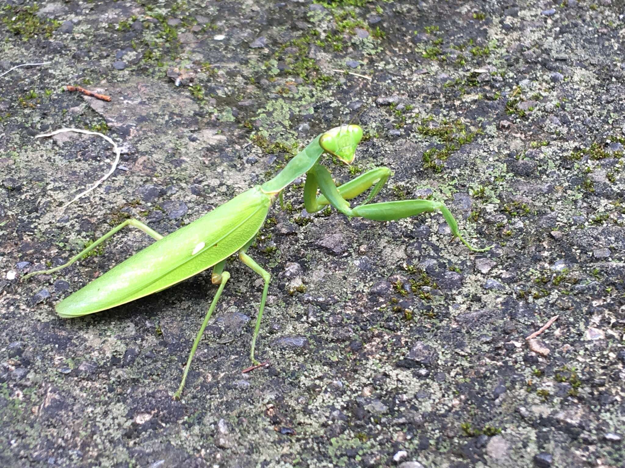 Image of Giant Asian Mantis