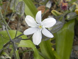 Image of Zephyra compacta C. Ehrh.