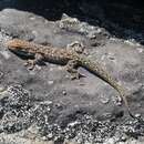Image of Namaqua Day Gecko