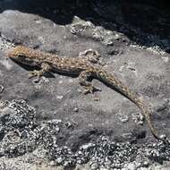 Image of Namaqua Day Gecko