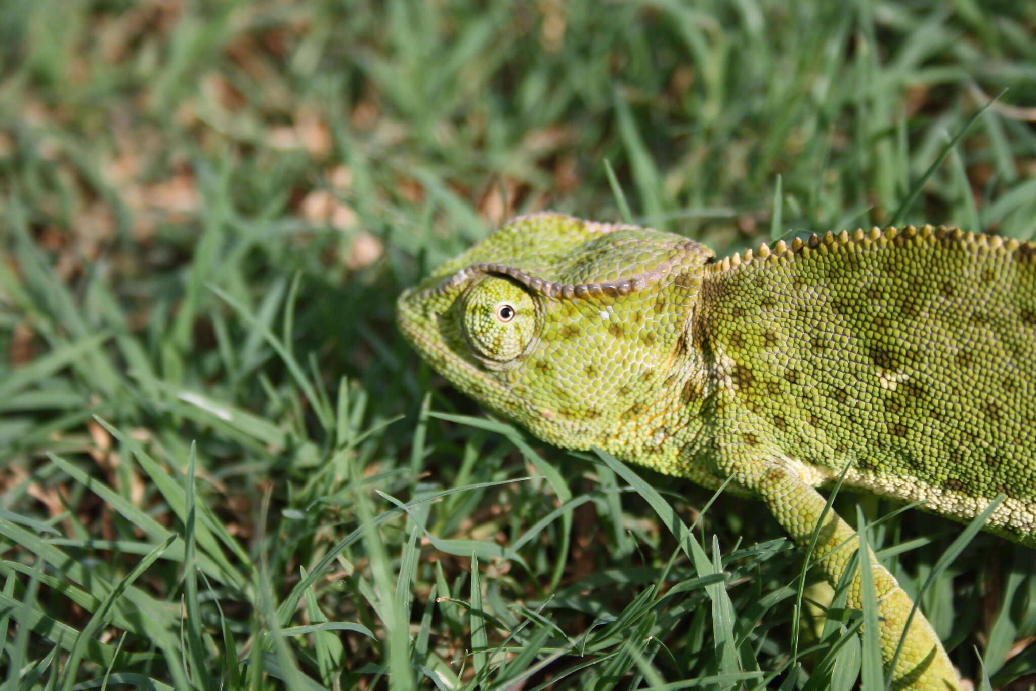 Image of Graceful Chameleon