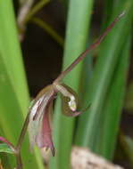 Image of Stigmatodactylus cymbalariifolius (F. Muell. & Kraenzl.) M. A. Clem. & D. L. Jones