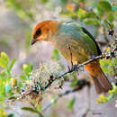 Image of Chestnut-backed Tanager