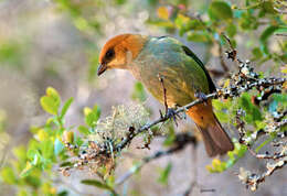 Image of Chestnut-backed Tanager