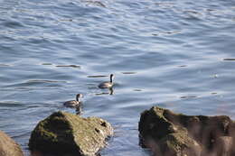 Imagem de Podiceps nigricollis californicus Heermann 1854