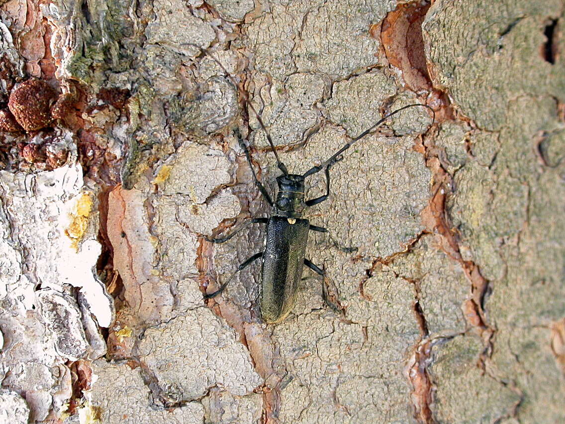 <i>Monochamus sartor urussovii</i> resmi