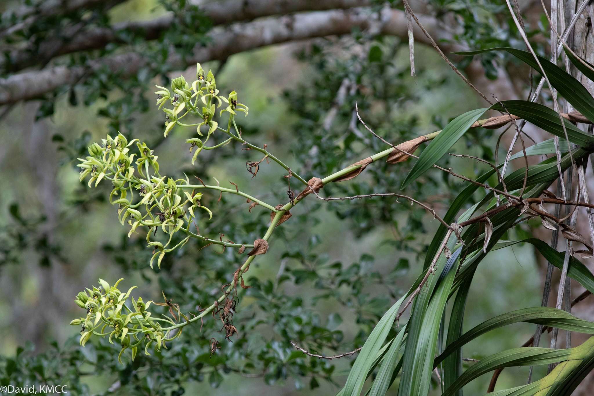 Image of Cymbidiella falcigera (Rchb. fil.) Garay