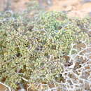 Image of Tetraena clavata (Schltr. & Diels) Beier & Thulin