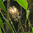 Image of Xylobium leontoglossum (Rchb. fil.) Benth. ex Rolfe