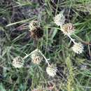 Imagem de Eryngium yuccifolium var. yuccifolium