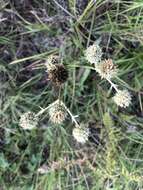 Image of Eryngium yuccifolium var. yuccifolium