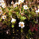 Image of Euphrasia disperma Hook. fil.