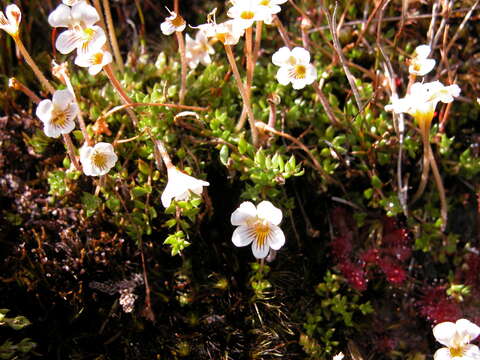 Imagem de Euphrasia disperma Hook. fil.