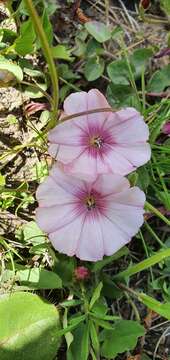 Image of Convolvulus durandoi Pomel