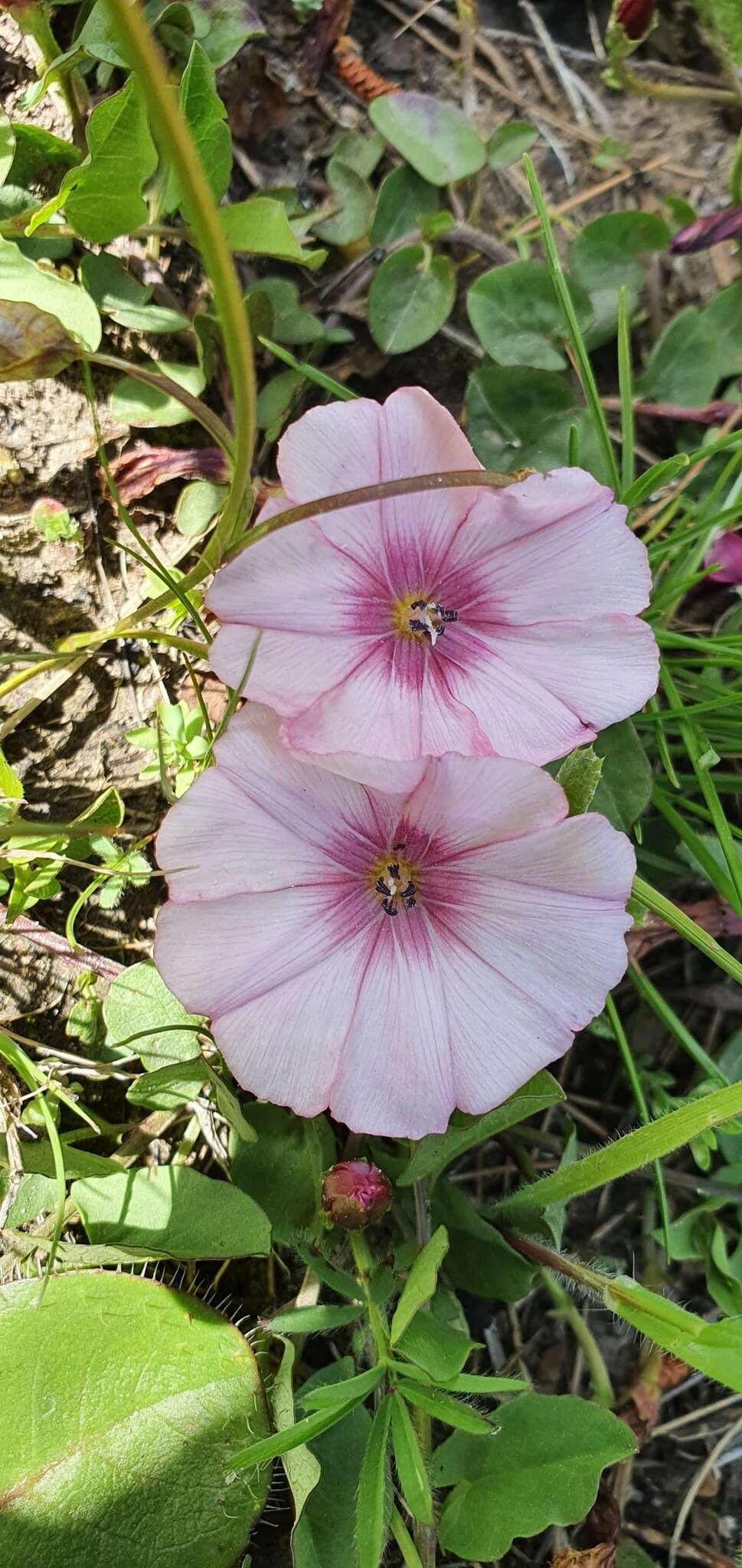 Image de Convolvulus durandoi Pomel