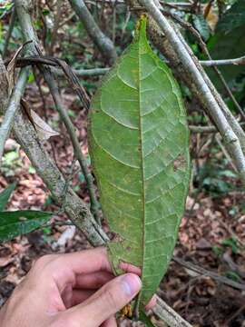 Image of Sorocea briquetii Macbride