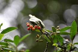 Image of Psychotria erythrocarpa Schltdl.