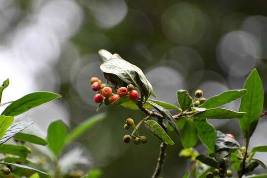 Image de Psychotria erythrocarpa Schltdl.