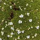 Sivun Arenaria dicranoides Kunth kuva
