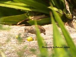 Image of Double-spurred Francolin