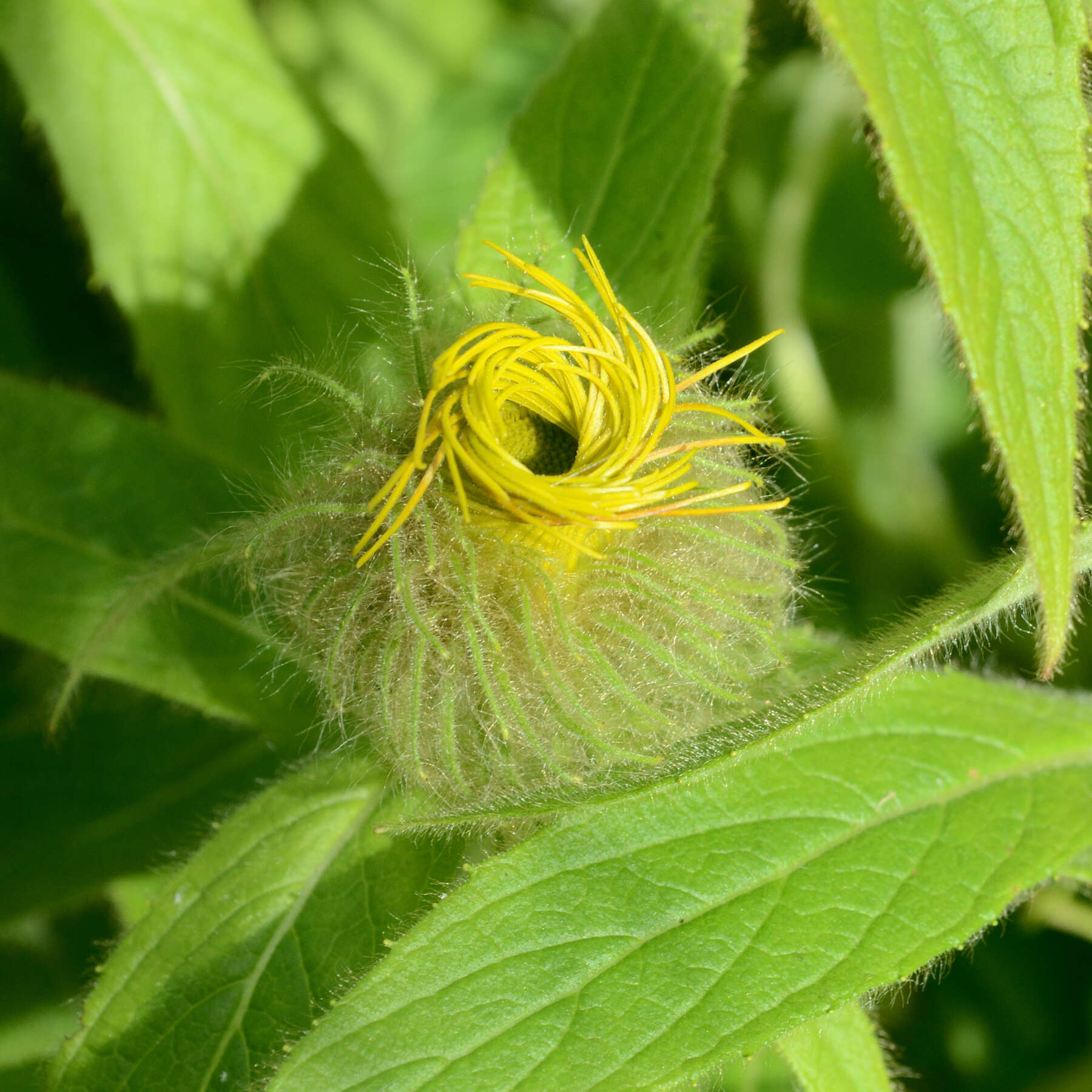 Image of Hooker's inula