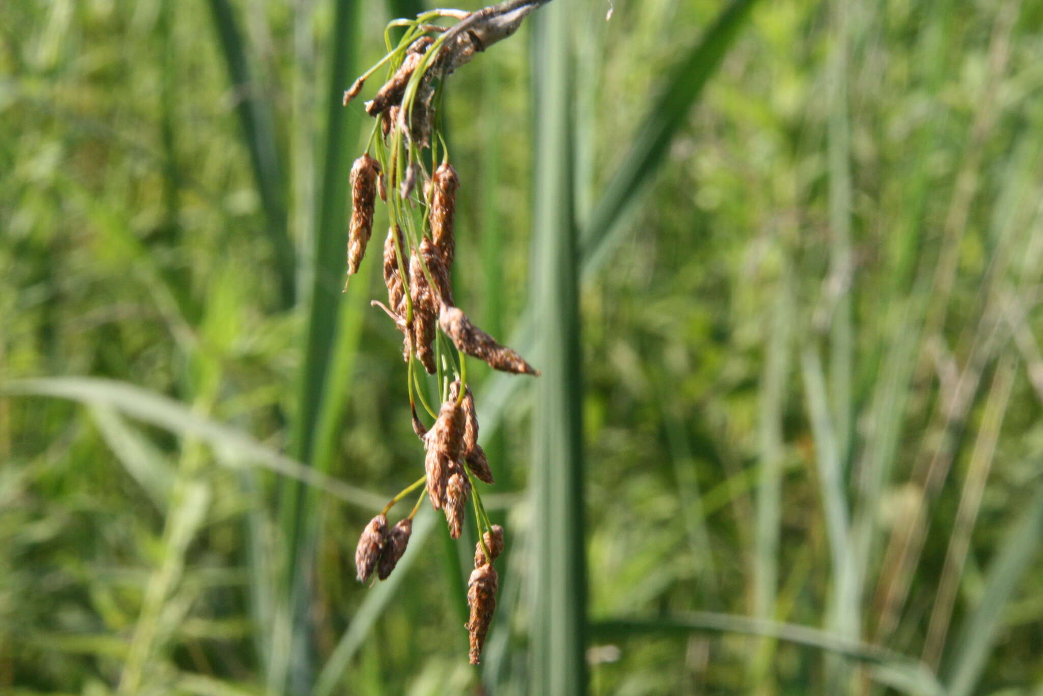 Image of slender bulrush