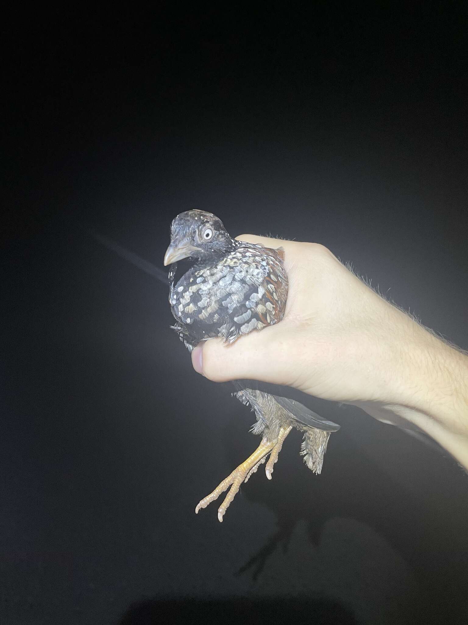 Image of Black-breasted Button-quail