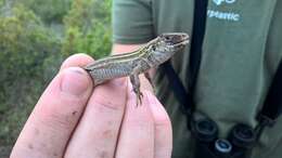 Image of Six-lined Racerunner