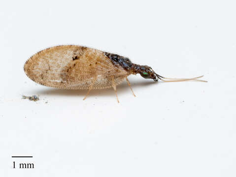 Image of Barber's brown lacewing