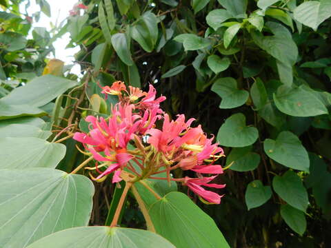 Image of Bauhinia rubeleruziana Donn. Sm.