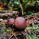 Plancia ëd Lycoperdon fuligineum Berk. & M. A. Curtis 1868