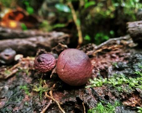 Image de Lycoperdon fuligineum Berk. & M. A. Curtis 1868