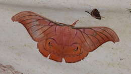 Antheraea helferi Moore 1858 resmi