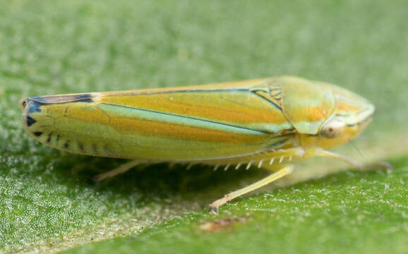 Image of Graphocephala versuta (Say 1830)