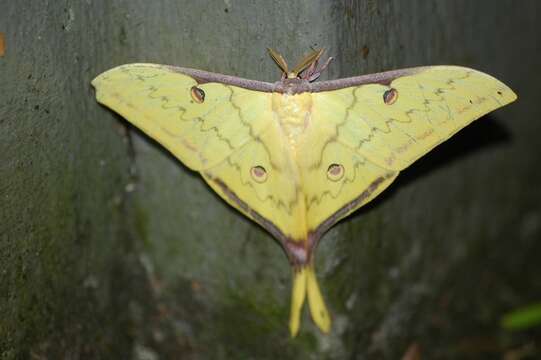 Image of Actias parasinensis Brechlin 2009