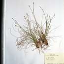 Sivun Carex ussuriensis Kom. kuva
