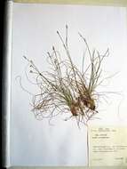 Image of Carex ussuriensis Kom.