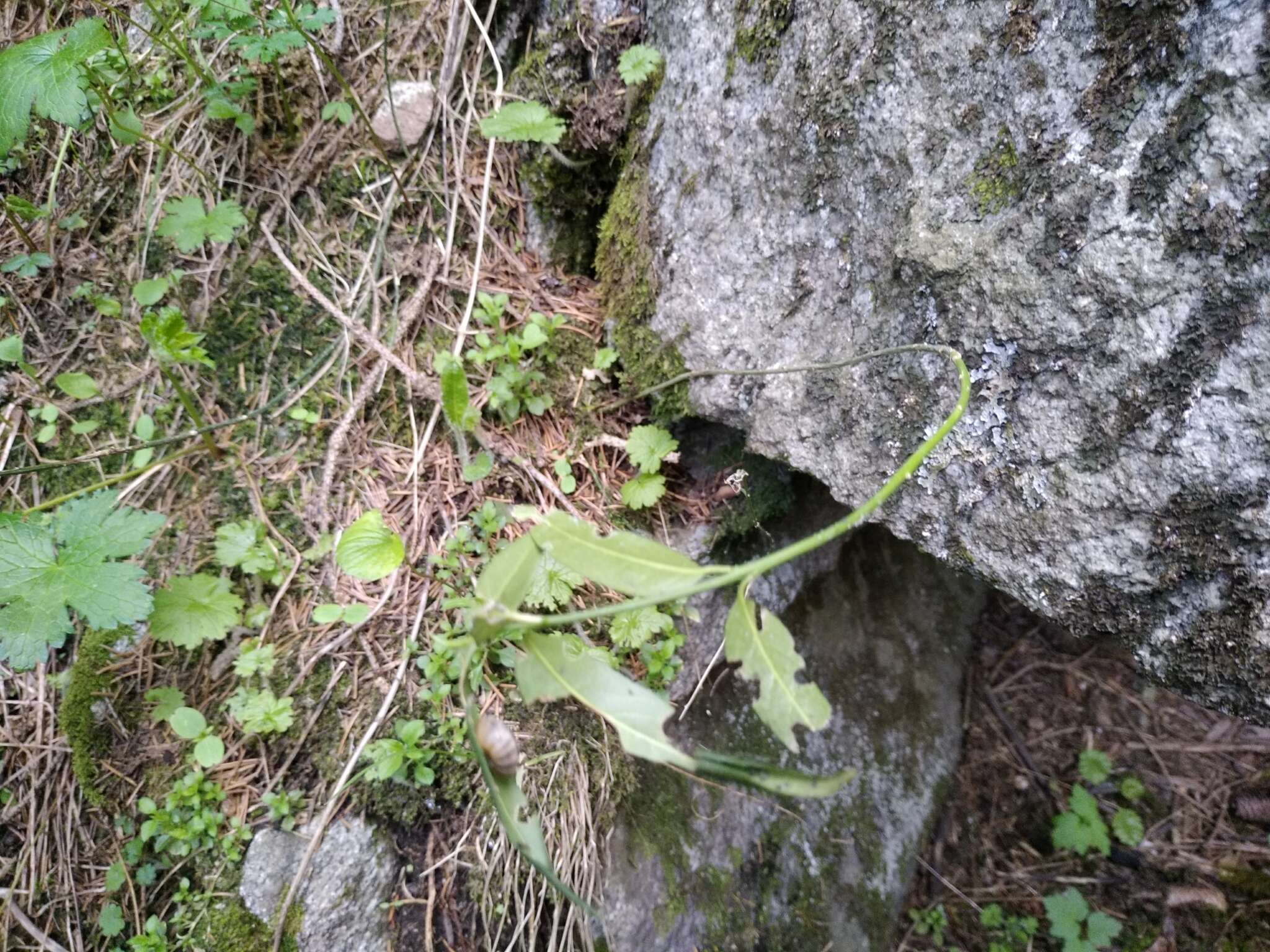 Image of Euonymus semenovii Regel & Herd.