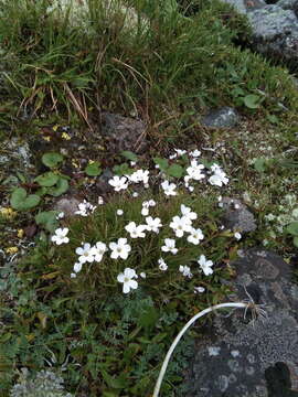 Image of arctic stitchwort